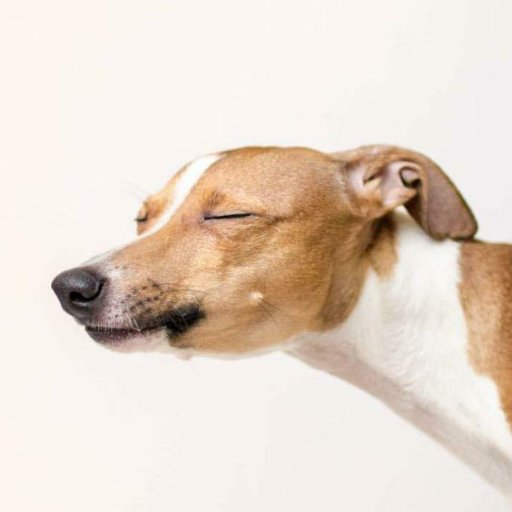 piegunn's profile picture. Proprietor of your mother