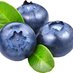 UF Blueberry Extension (@blueberry_fl) Twitter profile photo UF Blueberry Extension (@blueberry_fl) Twitter profile photo