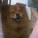 Regina Bogan - @Doglover1960 - Twitter