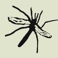 Cranefly Recording Scheme(@CRStipula) 's Twitter Profile Photo