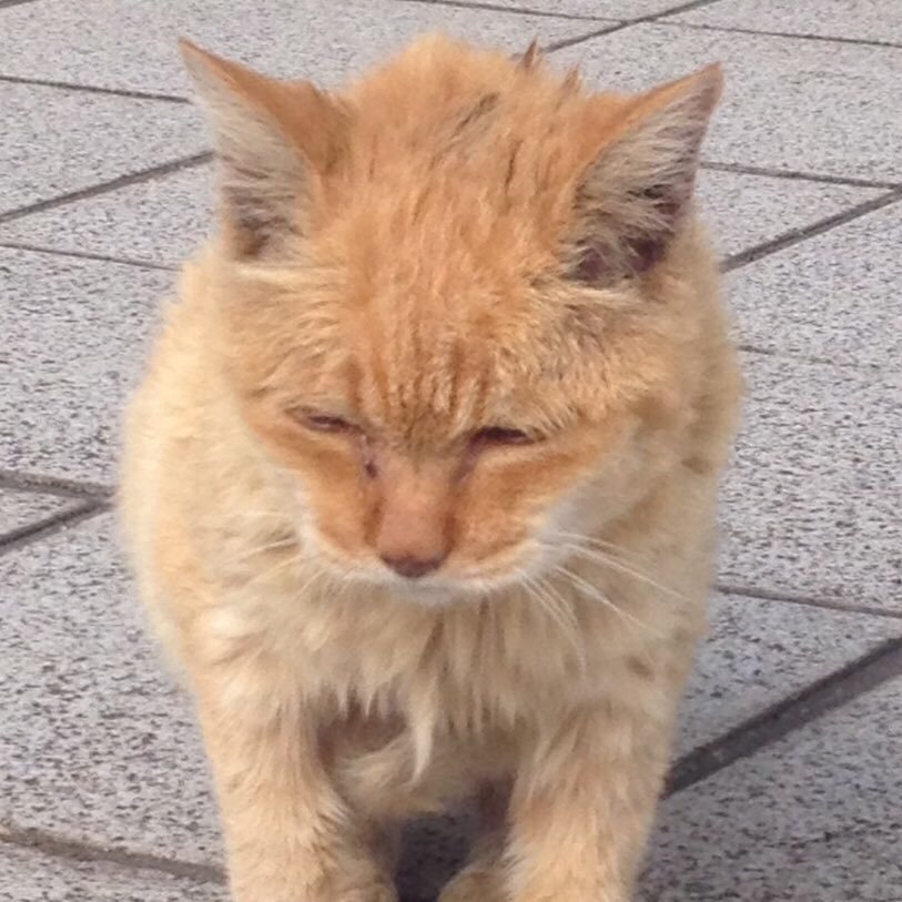 Yuko 犬のマラセチアに詳しい方 実家のチワワ 毎日この時期酷くなり 週2回のマラセブシャンプー必須と 10日分の白い薬を貰いますが改善されずいつも様子見に 他のお医者さんに診てもらおうと思いますが ネット等 市販の安心できる塗り薬や何かオススメ Yuko 犬のマラセチアに詳しい方 実家のチワワ 毎日この時期酷くなり 週2回のマラセブシャンプー必須と 10日分の白い薬を貰いますが改善されずいつも様子見に 他のお医者さんに診てもらおうと思いますが ネット等 市販の安心できる塗り薬や何かオススメ