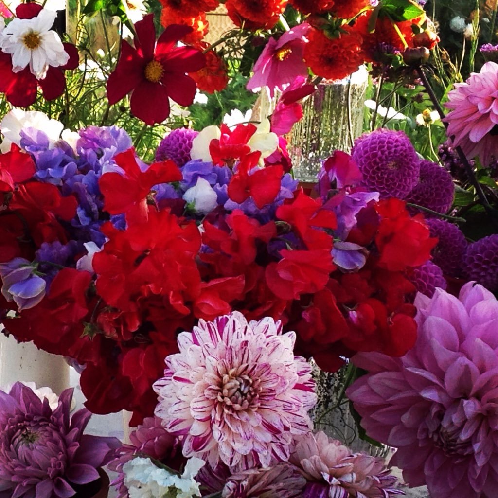 Lover of soil seeds & blooms, Seedling flower grower Transforming a garden in Co.Limerick into a floral haven