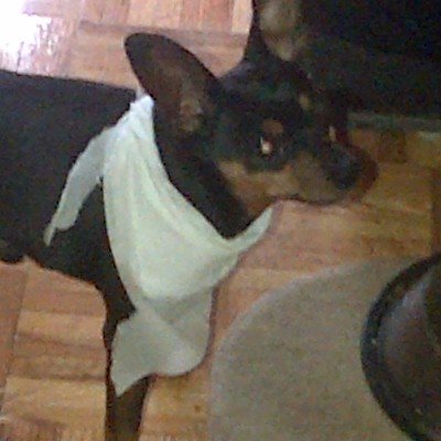 kdog00011's profile picture. 