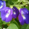 JoeWijaya32's profile picture. Clitoria ternatea