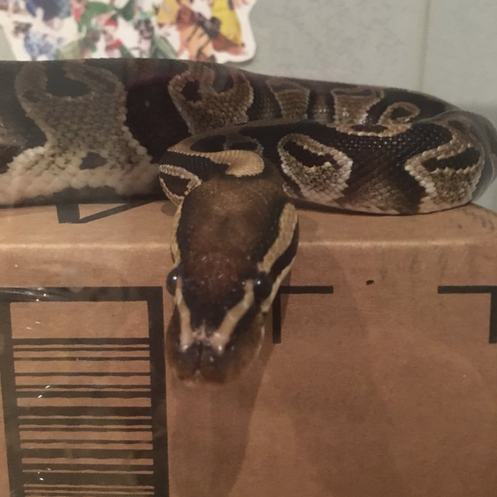 tulpesvia's profile picture. A Memoir