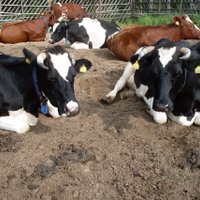 Tikivik (@tikivik_sfv) 's Twitter Profile