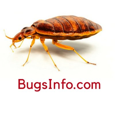 Committed to help homeowners and renters fight bed bugs with the most updated bed bugs information on the web.