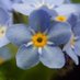 Forget Me Not Campaign (@fmn_2018) Twitter profile photo Forget Me Not Campaign (@fmn_2018) Twitter profile photo