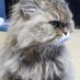 kaede (@mihosans) Twitter profile photo kaede (@mihosans) Twitter profile photo