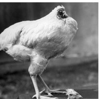 Headless Chicken (@reddwarf2018) 's Twitter Profile