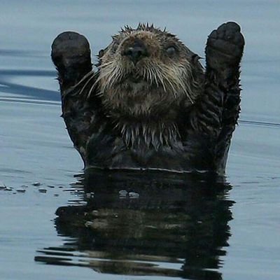 nelsonov's profile picture. 