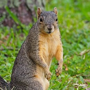 Sciurus vulgaris


foto: Pixabay