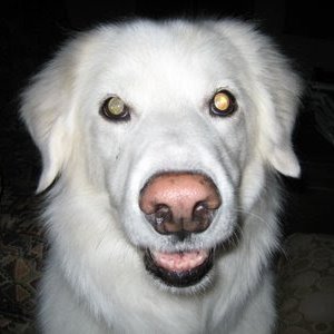 alltheway_RAY's profile picture. Retired, yeah baby!