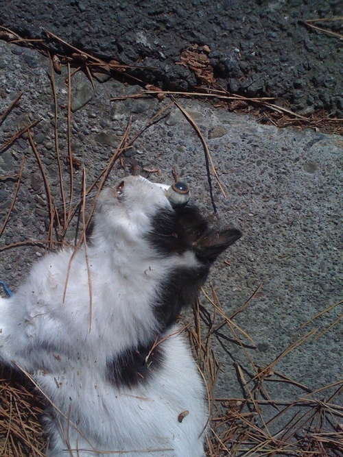 Insane1one's profile picture. 