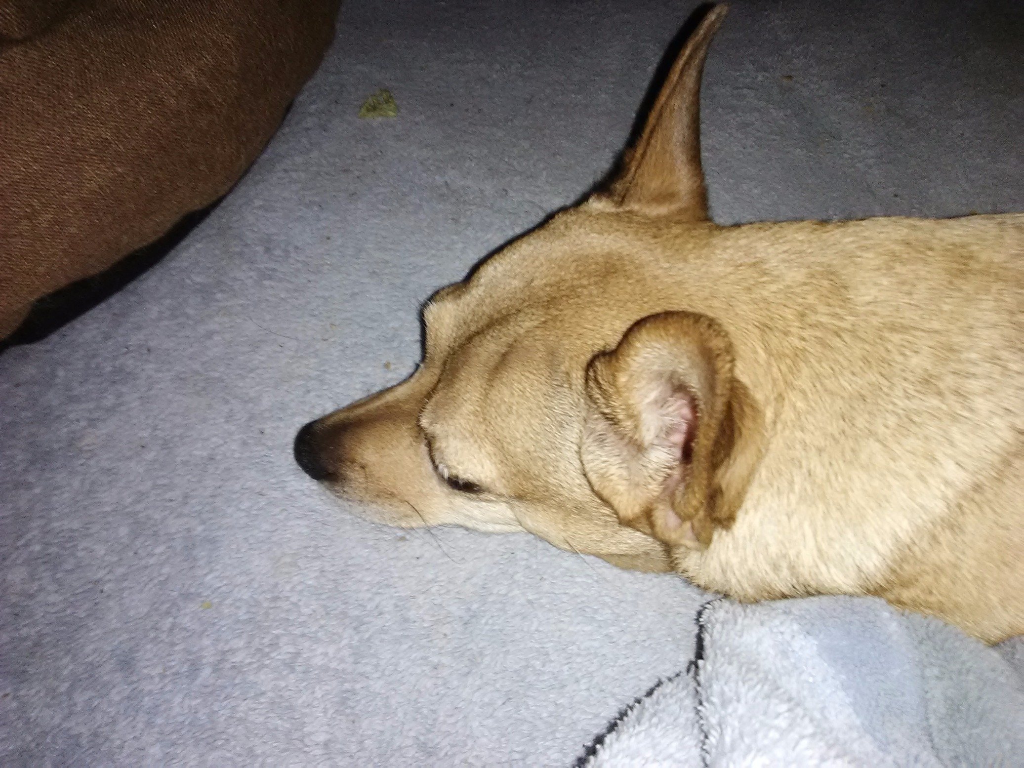 LucyMoosie69's profile picture. True Blooded American