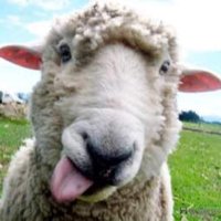 Заблудший Овц (@s_baskak) 's Twitter Profile Photo Заблудший Овц (@s_baskak) 's Twitter Profile Photo