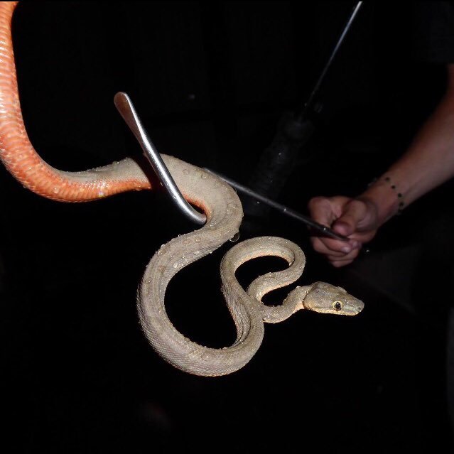 EthanTulloch's profile picture. Major love and interest in all nature, evolution and palaeontology. Studied theropods and crocodyliformes. MRes in evolution studying fossil crocodyliformes.