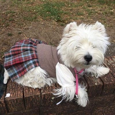 kilts for dogs