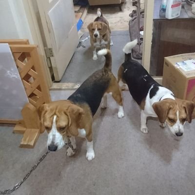 wQiMjkmy6j9v2a3's profile picture. 名古屋在住
ルパン、不二子、次元の三頭のビークルを飼ってます。名前のとうりヤンチャな３頭ですが、毎日癒されてます。