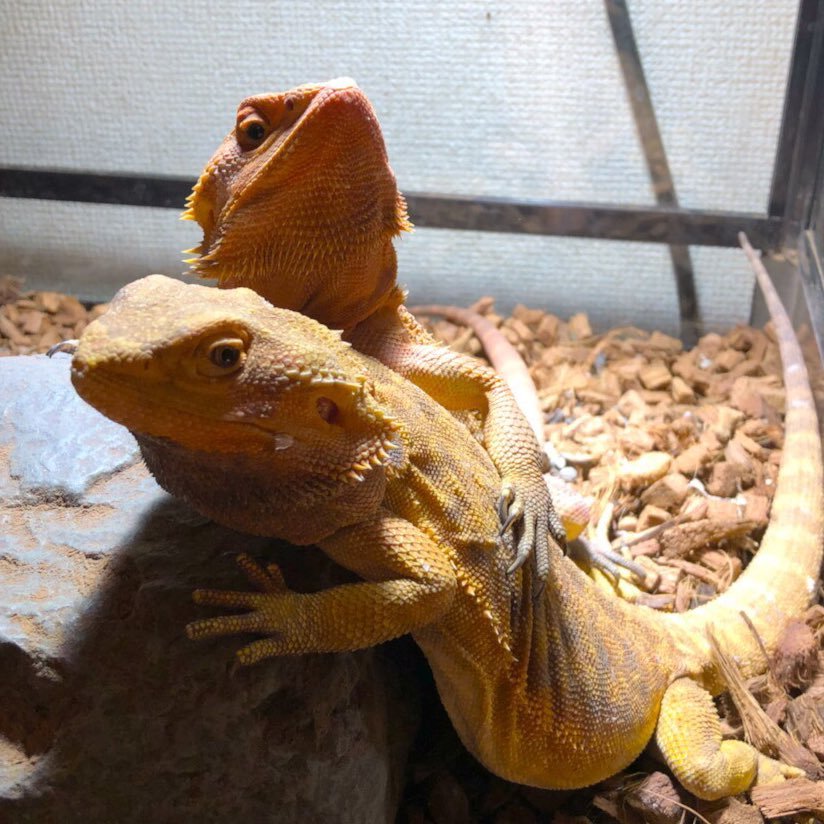 趣味で爬虫類を多数飼育しております🤗フトアゴヒゲトカゲ13匹、ヒョウモントカゲモドキ5匹、日本トカゲ1匹、サバンナモニター1匹、ボールパイソン2本、コーンスネーク4本、メキブラ1本、キイロアナコンダ1本、ケヅメリクガメ2匹、アカアシリクガメ2匹、ギリシャリクガメ1匹、フクロモモンガ5匹、ハリネズミ3匹🐍計41個体