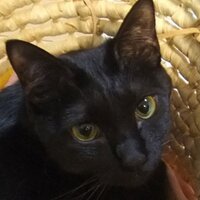 NPO法人おおさかねこネット (@naokonekonet) Twitter profile photo