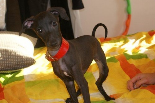 levretkaa's profile picture. 