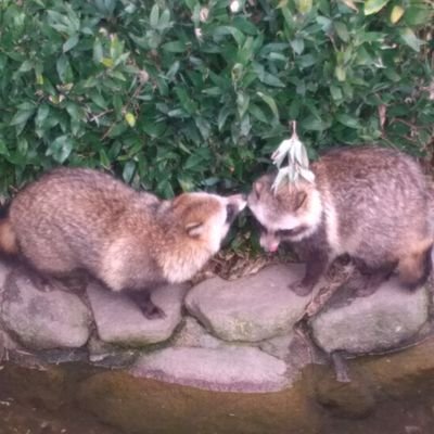 たぬきサークル たおれた耳がかわいいたぬき たぬきサークル たおれた耳がかわいいたぬき