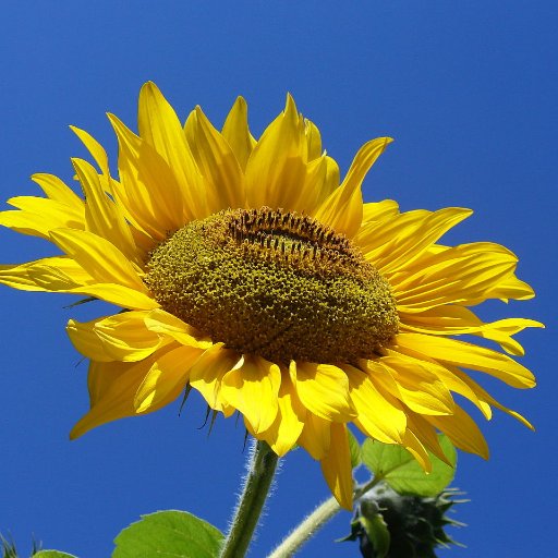 CarmemRecife's profile picture. 