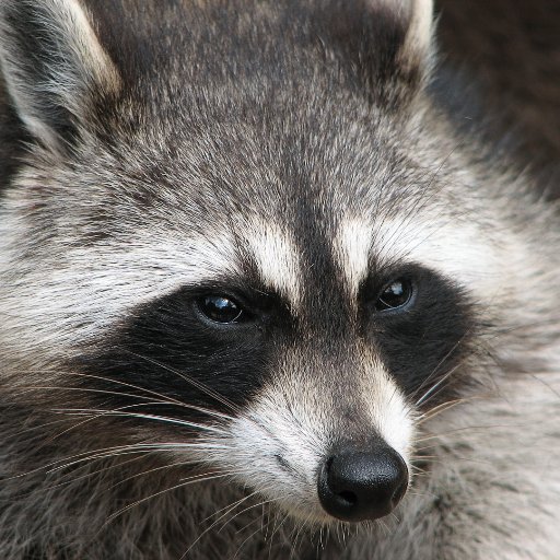 SimplisticKevin's profile picture. Thinking of quiting my job and start a farm