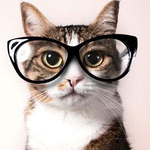 CatEllingson's profile picture. 