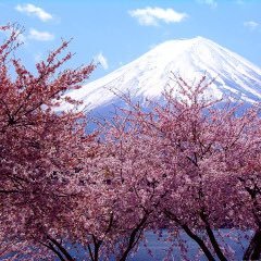 Information dissemination about Japan. I run a bar in Japan. I have a surprise present for foreigners who came to my bar.