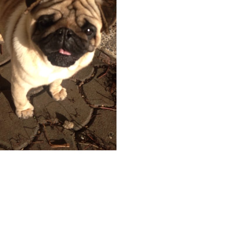 pugstyle2's profile picture. So I love animals and .... FOLOV MEH PLZZ ;-;