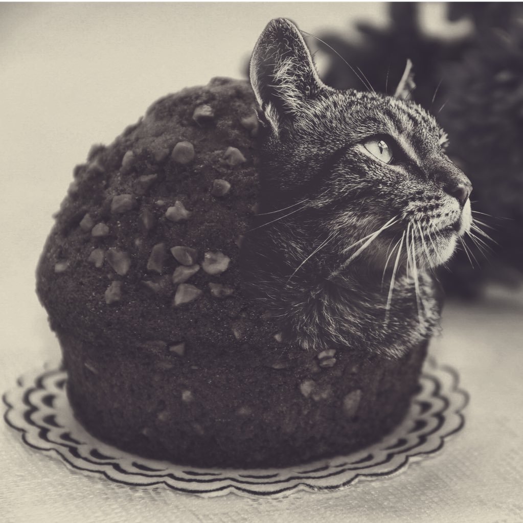 spaguetticat's profile picture. ink