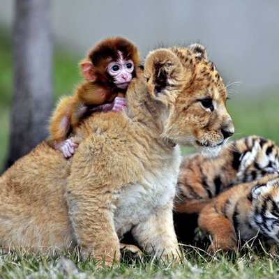 Worlds Naughty Animals (@NicestWorlds) / Twitter Worlds Naughty Animals (@NicestWorlds) / Twitter