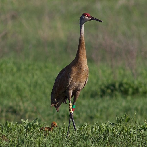 NACranes's profile picture. We are biologists, aviculturists, land managers, and others dedicated to the conservation of cranes and their habitats in N. America. Retweet ≠ endorsement