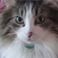 Justin (@justin1194) 's Twitter Profile