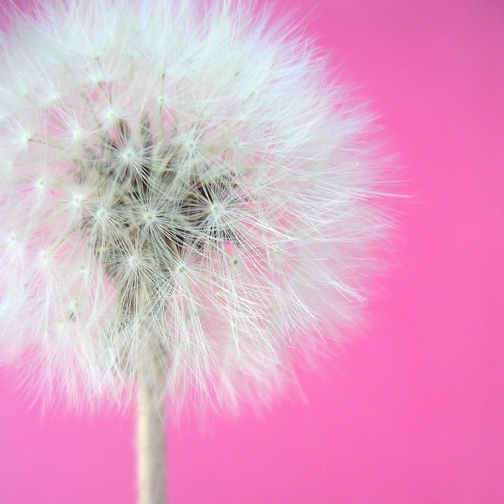 Tuscan Dandelion