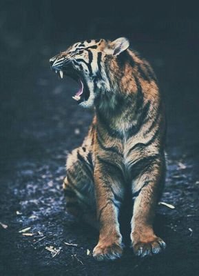 NiderMartin's profile picture. -