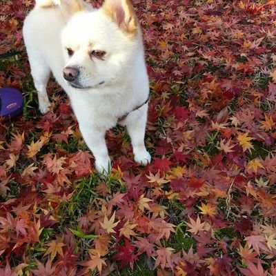 사회와 나라를 위해 작은 보탬이라도 되고자 한다.
최빈국였던 우리나라를 오늘의 대한민국으로 이룩한 선인들의 땀과 열정을 존경한다. 우리나라의 정체성을 훼손하고 현실을 부정적으로 왜곡, 젊은이들을 선동하는 집단의 어지러운 발호를 슬퍼한다.