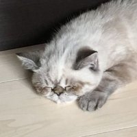 チャビー (@snapper2005) 's Twitter Profile