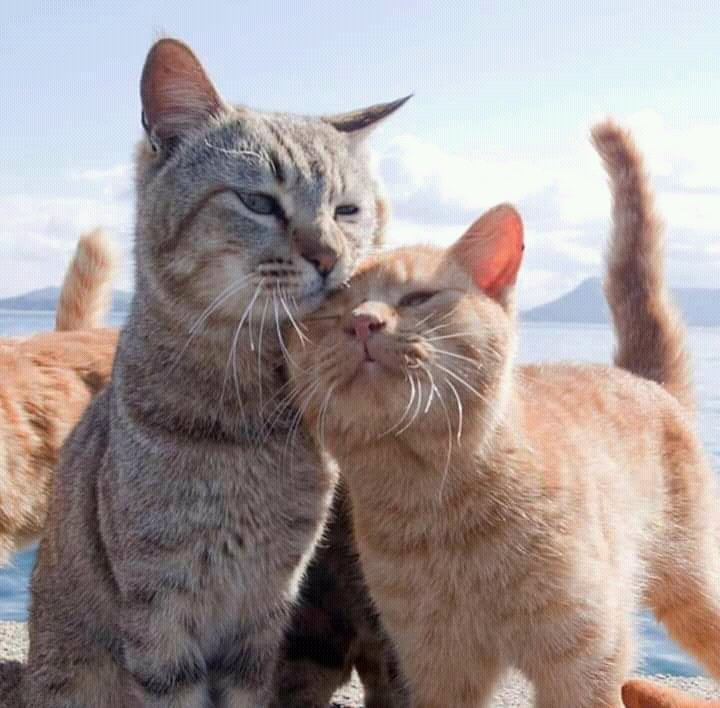 KatrinaPulsara's profile picture. 