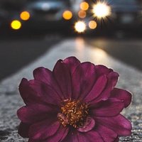 جوجو (@gog___1) 's Twitter Profile Photo