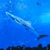 海洋博公園・沖縄美ら海水族館 (@kaiyohakukoen) Twitter profile photo 海洋博公園・沖縄美ら海水族館 (@kaiyohakukoen) Twitter profile photo