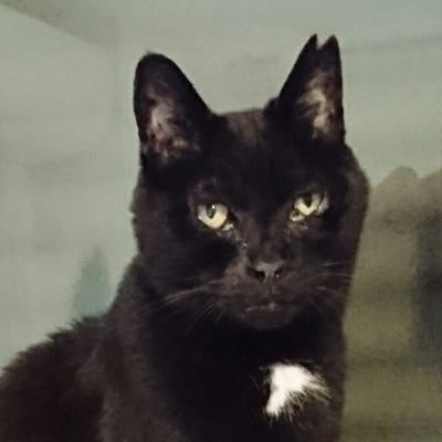 元猫下僕。
※元猫下僕なので猫供給できません、作成したリストが黒猫多めなのでそちらをご覧ください。
※スパムよけお試し:天安門事件、台湾独立