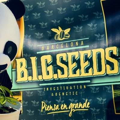 🔞 BIG Seeds banco semillas de #marihuana de #Barcelona #BIGseeds #BigMamut #CriticalRaskera #BigLavender #BigAmnesia #AK20 #autocultivo #cannabis #marijuana