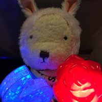 🐾ねこいちご🐾 (@405blackrabbit) 's Twitter Profile