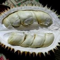 Imam Samoedra (@zamrud1234) 's Twitter Profile Photo