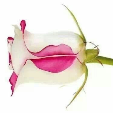 twitdidat's profile picture. Speak what your Heart wants you to ...