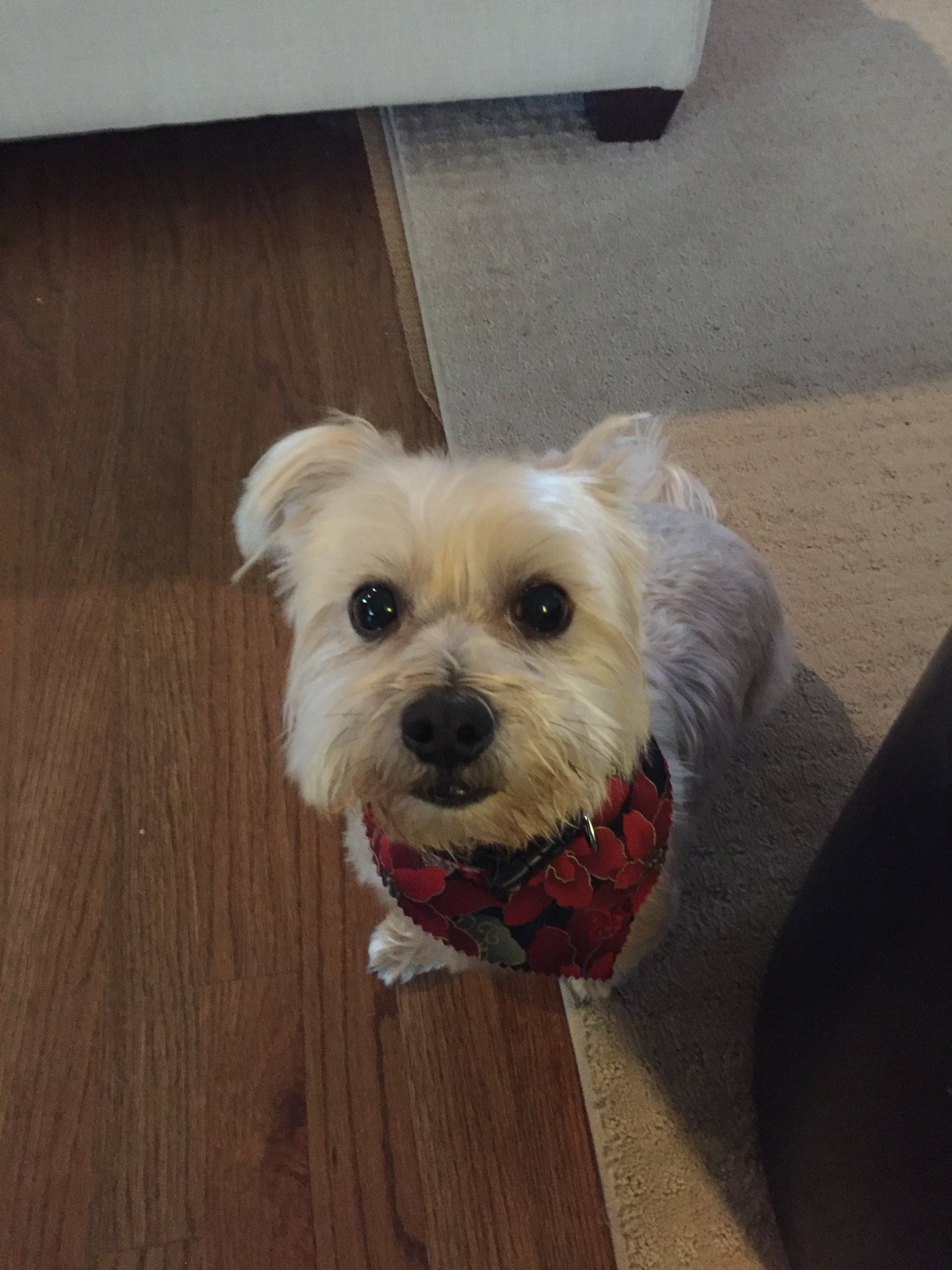 Mom, UGA Grad, Dog Lover 🐶. I miss President Obama! 💔😢 #Healthcare #TheResistance #BidenHarris2020 No DMs