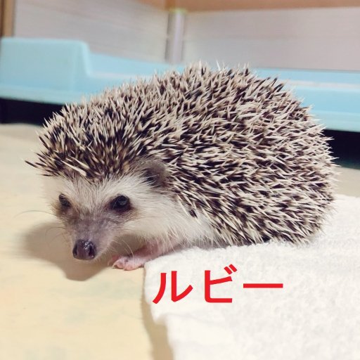 最近は少しだけ無線活動への復活の兆しがありますが、まだまだ以前のようにアクティブに運用できません。
完全にリタイアして毎日が日曜日にならないと無理かな?